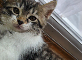 Kittens
