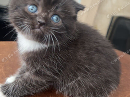 British short hair kittens