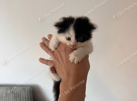 kitten
