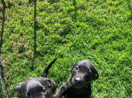 Labrador Retreivers Great pups For sale KC REG
