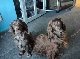 Beautiful lovely cocker spaniel