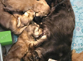 Show cocker spaniel