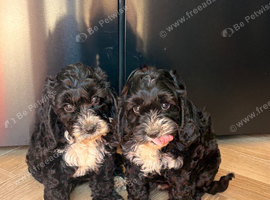 **READY NOW** F1 Cockapoo Pups