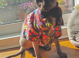Majestic Male Sphynx Kitten