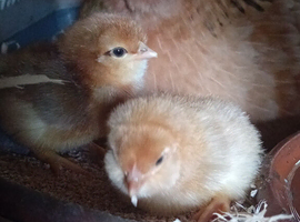 Legbar and mixed Chick's