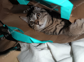 Tabby female kitten