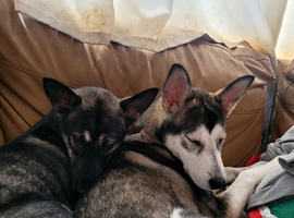 2 girl sisters husky Cross German shepard