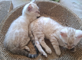 Mink x snow lynx bengal kittens