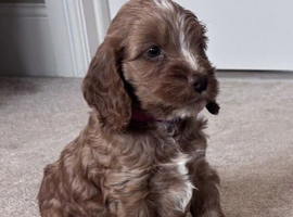 Beautiful cockapoo pupps