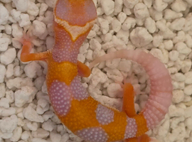 Baby leopard geckos