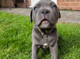 Beautiful Blue Staffy Girl &ndash; Last Puppy Available
