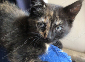 Gorgeous healthy playful kittens