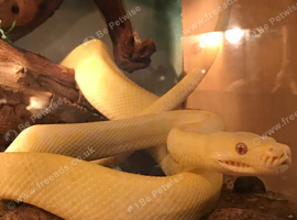 Lots of snakes vivariums & equipment to much to list