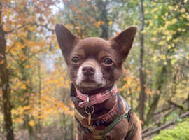Chihuahua for stud