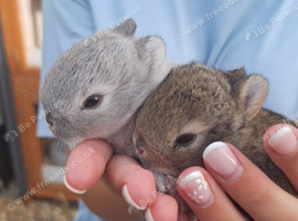 Purebred Netherland Dwarf Bunnies