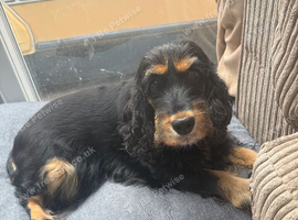 Show cocker spaniel