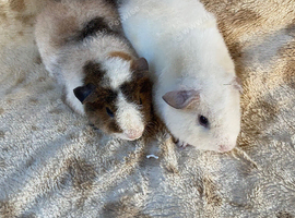 Two Baby Male Teddy Guinea Pigs For Sale