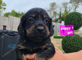 Kc working cocker spainel puppies
