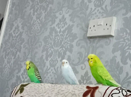 3 tamed budgies