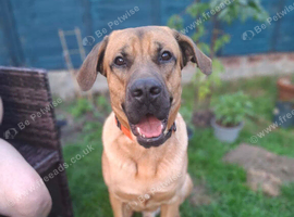 1 year old shepherd x mastiff