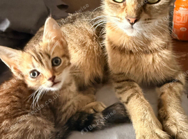 Gorgeous kittens for sale