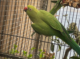 1 pair of Indian ringneck parrots