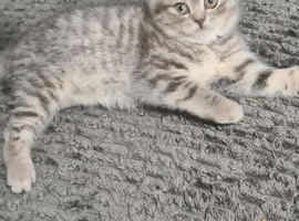 Adorable Bristh ShortHair kittens 2 female left