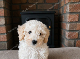 1 left -Toy poodle pups