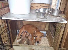 Plummer cross lakeland  terrier puppy's
