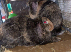 Rabbits