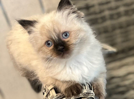 BEAUTIFUL RAGDOLL KITTENS READY TO LEAVE NOW