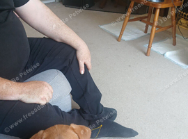 Red fox labrador puppy