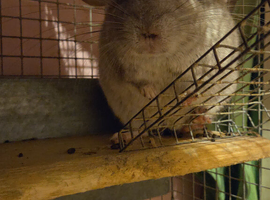 Looking for a chinchilla