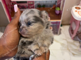 Exotic Pomeranians