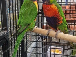 Stunning Rainbow Lorikeets