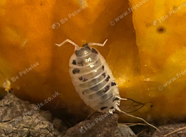 30 Dairy cow isopods (COLLECTION ONLY)