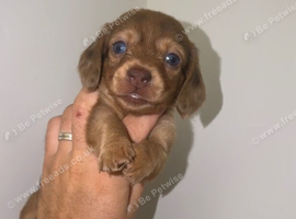 6 miniature dachshund puppys