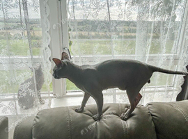 Dobby - Friendly Blue-Cream Sphynx Boy - &pound;800