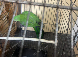Australian king parrot female