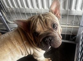 Gorgeous French Bulldog Big Rope Male