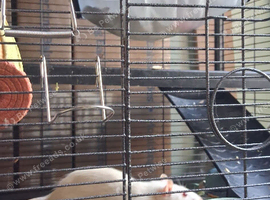 2 fancy rats