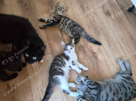 3 gorgeous kittens looking for homes