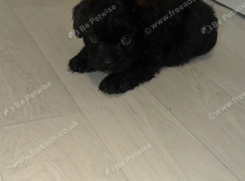Shihpoo puppies
