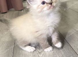Ragdoll Girl