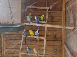 Baby lovebird
