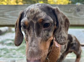Hunter 1 Year Old Miniature Dachshund Male