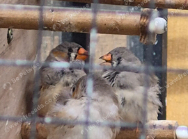 Zebra finch