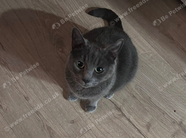 5 yr old female grey