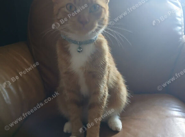 Female ginger cat 1 year old