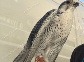 1 male gyrsaker falcon